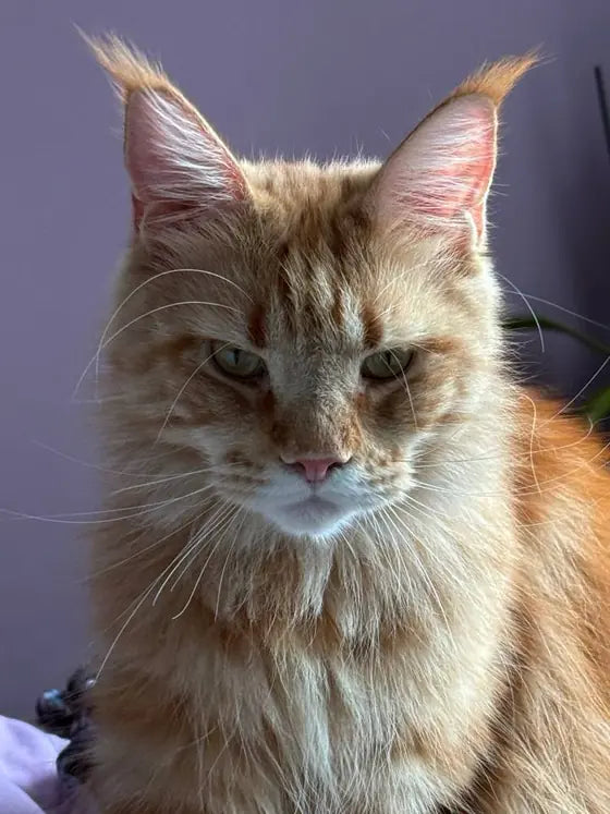 Alaska, a ginger Maine Coon, posing against a lilac wall