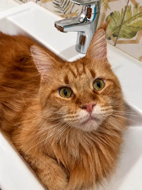 Alaska, a ginger Maine Coon, curled up inside a white bathroom sink