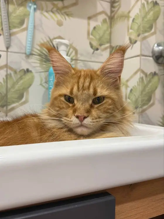 Alaska, a ginger Maine Coon, peeking over the edge of the sink