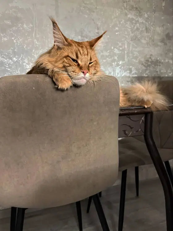 Alaska, a ginger Maine Coon, dozing on the back of a dining chair