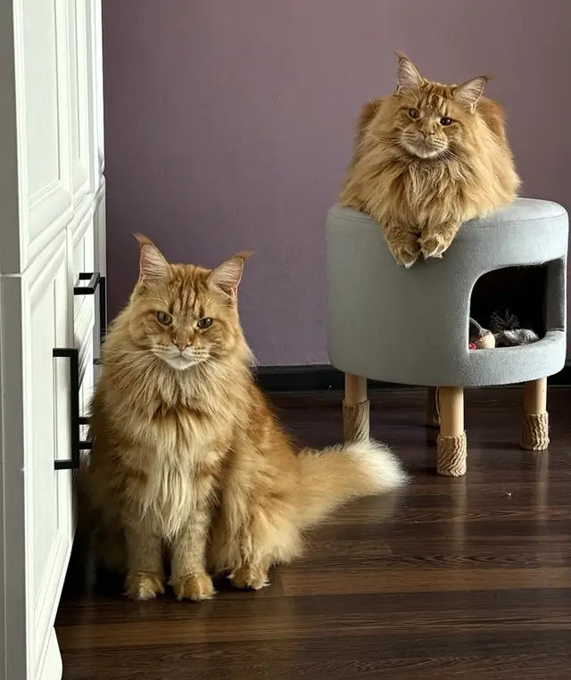 Two ginger Maine Coons: Arnold lying on a gray ottoman and his sister Alaska sitting on the floor