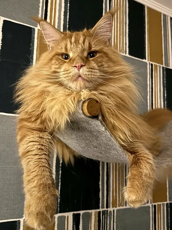 Arnold, un Maine Coon pelirrojo, en una hamaca de pared con las patas colgando