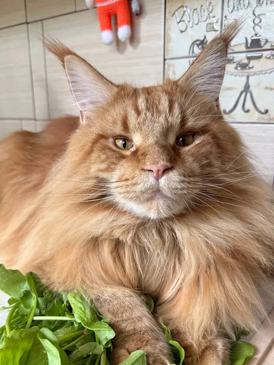 Arnold, un Maine Coon pelirrojo, tumbado sobre un manojo de espinacas en la encimera