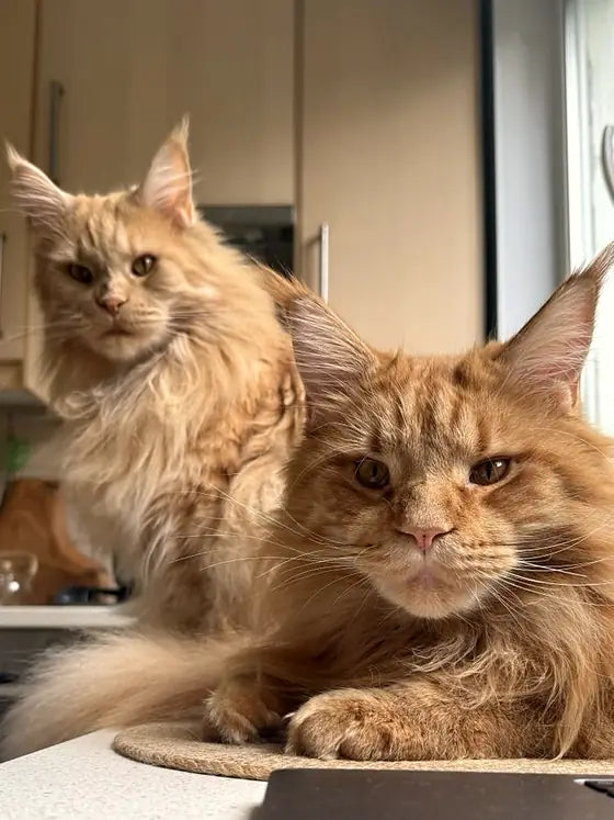 Arnold, un Maine Coon pelirrojo, con su mamá Olivia, de color crema, frente a un portátil