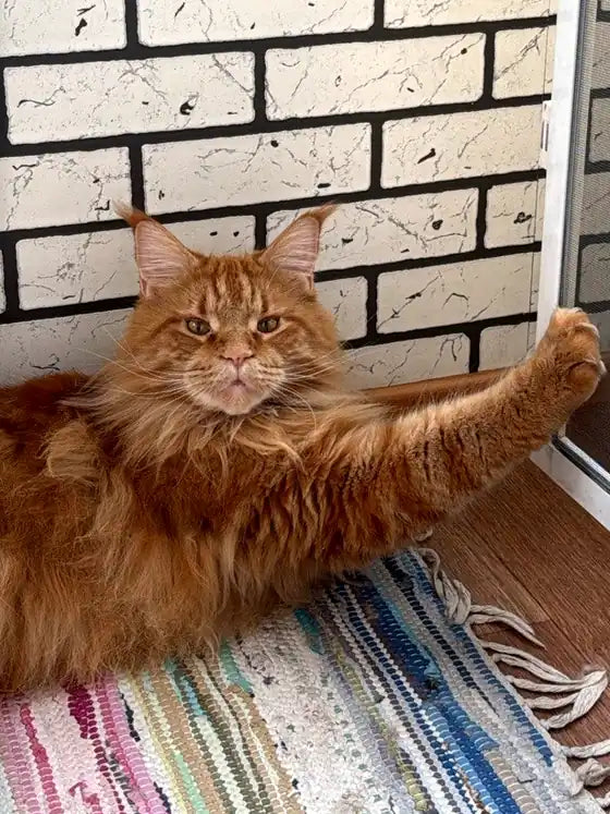 Arnold, un Maine Coon pelirrojo, tumbado junto a una pared de ladrillo estirando una pata