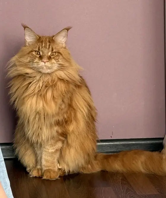 Arnold, un Maine Coon pelirrojo, sentado junto a una pared malva