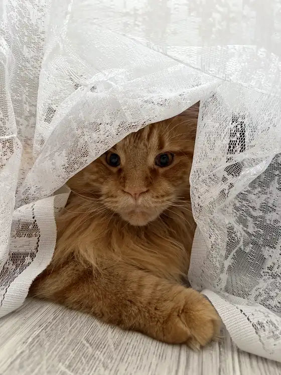 Arnold, un Maine Coon pelirrojo, asomándose por una cortina de encaje
