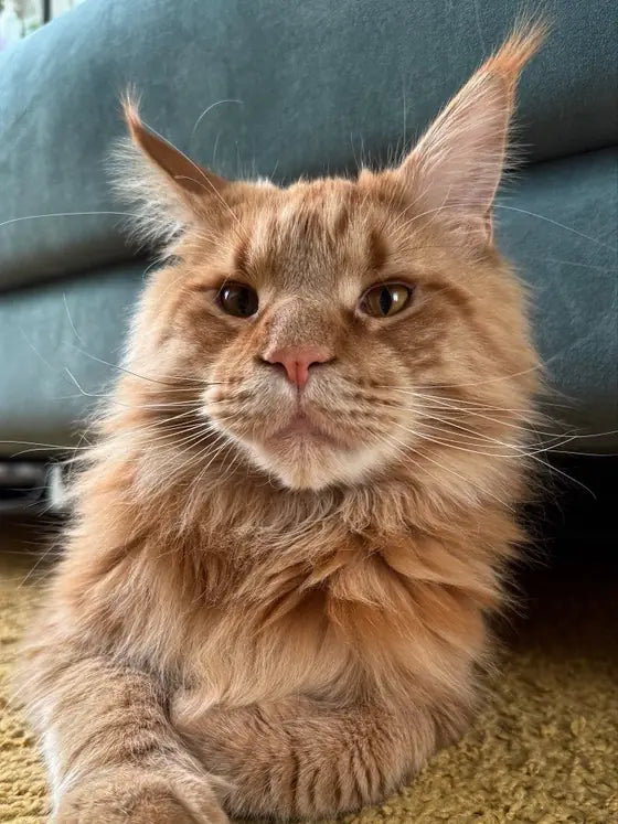 Arnold, un Maine Coon pelirrojo, asomándose por debajo de un sofá