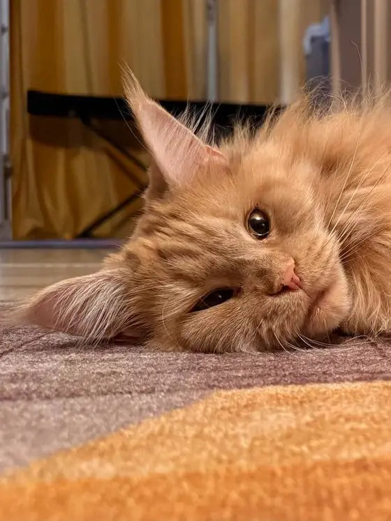 Olivia, una Maine Coon color crema, estirada en una alfombra