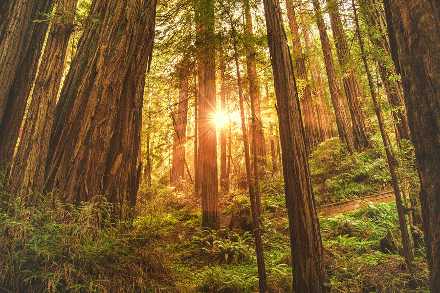 Sunlight through redwood trees, Northern California