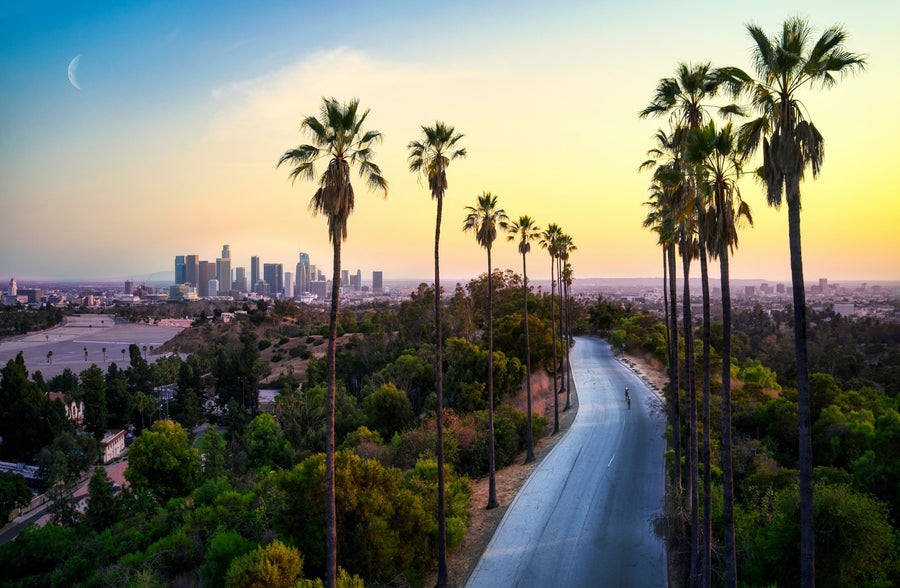 Palm-lined road toward the Los Angeles skyline