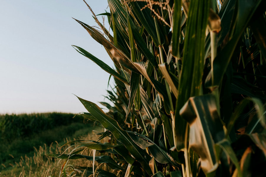 Farm fields of Central Illinois