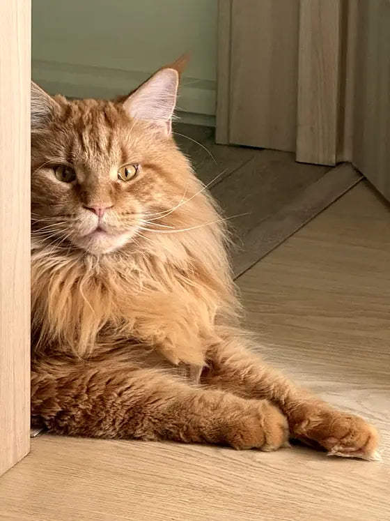 Arnold, un Maine Coon pelirrojo, tumbado en el suelo asomándose por la puerta