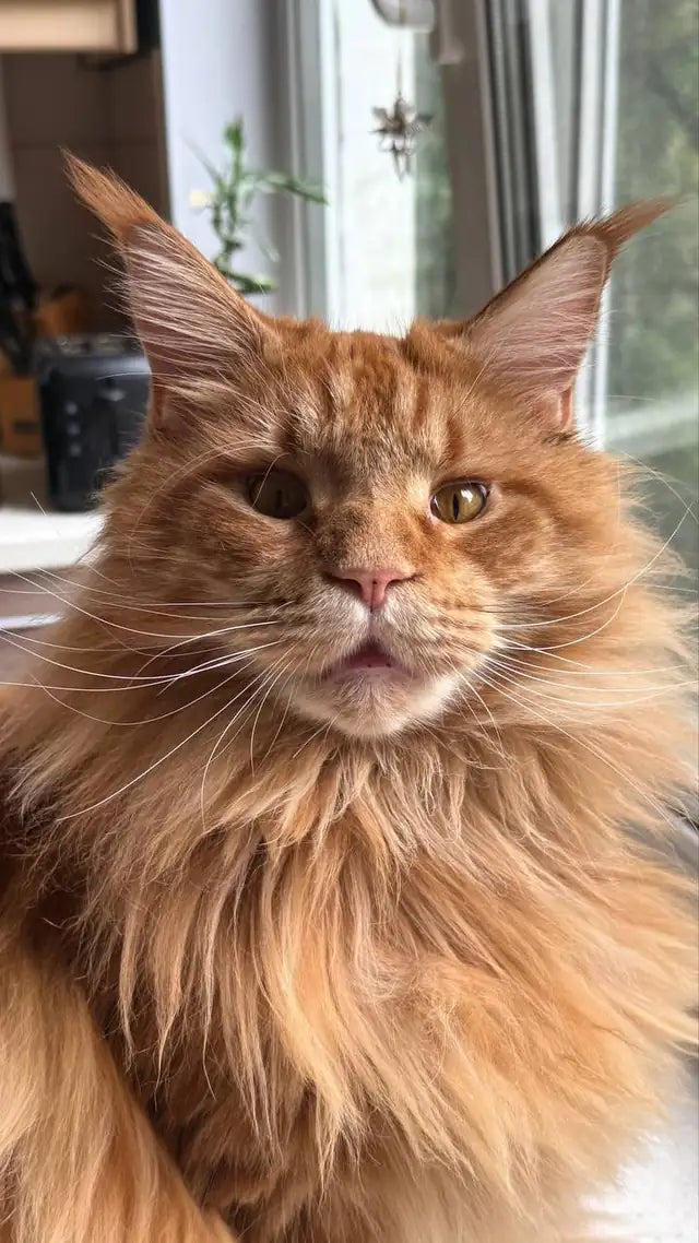 Retrato de Arnold, un Maine Coon pelirrojo, junto a una ventana